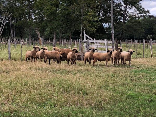 La alimentación es fundamental para acompañar el crecimiento de la ovinocultura”