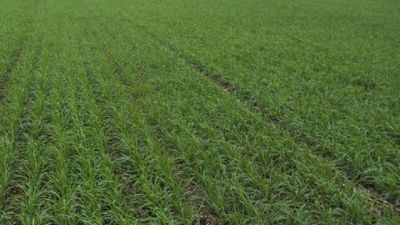 La lluvia  benefició a varios rubros agrícolas en Itapúa