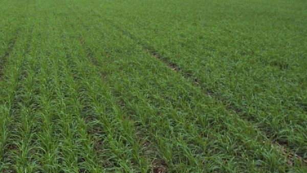 La lluvia benefició a varios rubros agrícolas en Itapúa