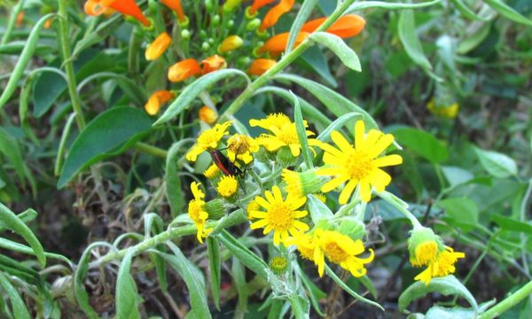 Pohã ñana: más evidencias de la importancia de la biodiversidad
