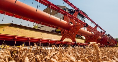 La Nación / Últimas lluvias favorecen cultivos de trigo y maíz