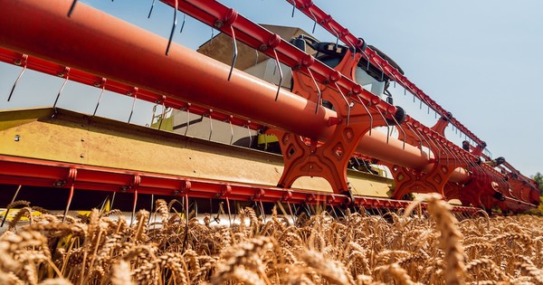 La Nación / Últimas lluvias favorecen cultivos de trigo y maíz