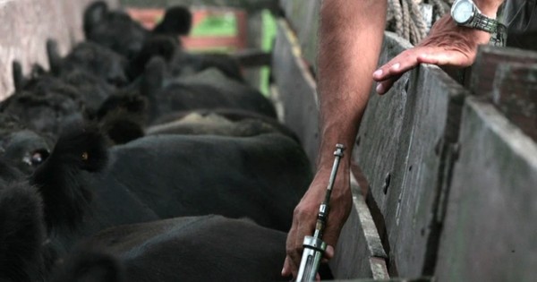 La Nación / Culminó exitoso segundo periodo de vacunación contra la aftosa y brucelosis