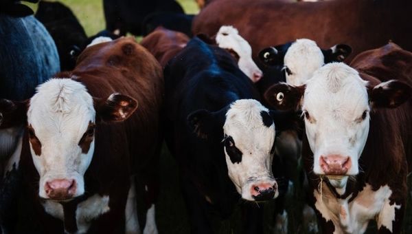 Este año no vamos a la Expo: ¿cómo afecta a los productores pecuarios e industriales?