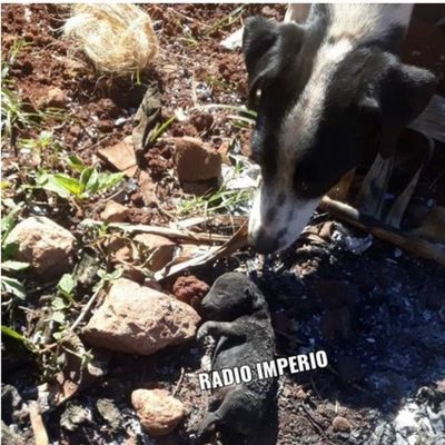 Anciano cascarrabias quemó vivos a cachorros recién nacidos