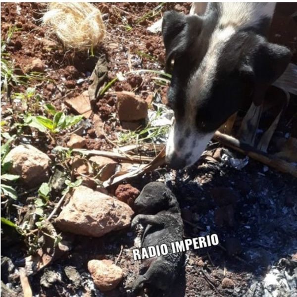 Anciano cascarrabias quemó vivos a cachorros recién nacidos