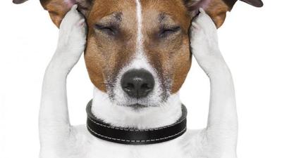 Las cosas más raras que hacen los perros tienen explicación | El Independiente