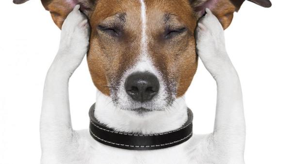 Las cosas más raras que hacen los perros tienen explicación | El Independiente