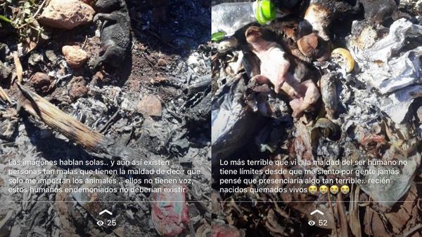 Quemó a cachorros porque no tenía para la comida