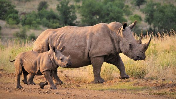 Nace un rinoceronte en un zoológico que busca recuperar la especie