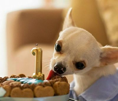 Un San Juan para Firulais: boxes de comidas típicas perrunas - Mascotas - ABC Color