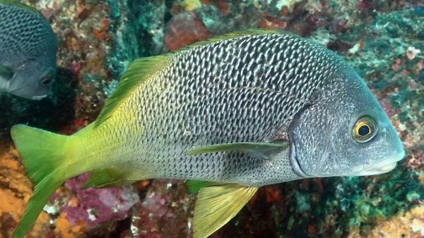 Descubren dos nuevas especies de peces en Galápagos y Pacífico Este Tropical