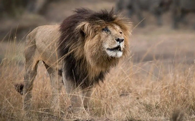 Adiós a “Caracortada”: murió un viejo león de Kenia