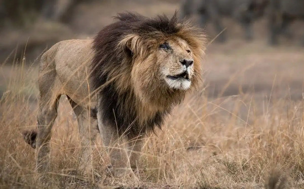 Adiós a “Caracortada”: murió un viejo león de Kenia