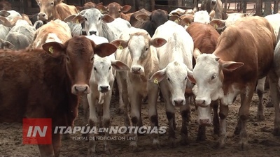 TRAS DOS AÑOS DUROS, LA GANADERÍA LEVANTA CABEZA EN ITAPÚA
