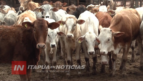 TRAS DOS AÑOS DUROS, LA GANADERÍA LEVANTA CABEZA EN ITAPÚA