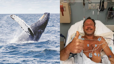 ¡Al mejor estilo de Jonás! Pescador logró escapar de una ballena jorobada tras ser ingerido