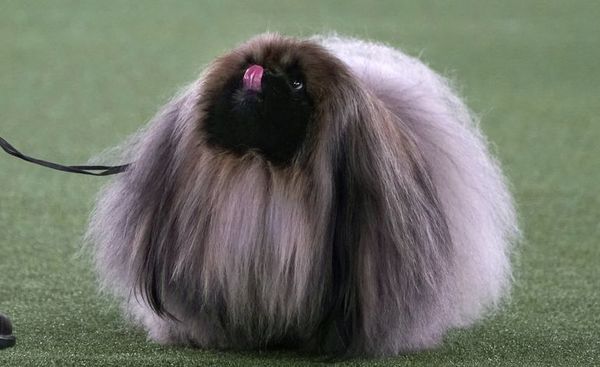 Un pequinés llamado Wasabi gana el famoso concurso canino de Nueva York - Nacionales - ABC Color
