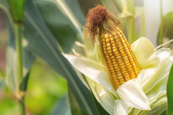 Lluvias aumentan humedad en los suelos y benefician los cultivos de maíz y trigo