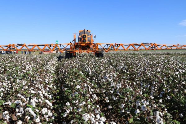 Titular del MAG destaca producción de algodón en el Chaco | Ñanduti