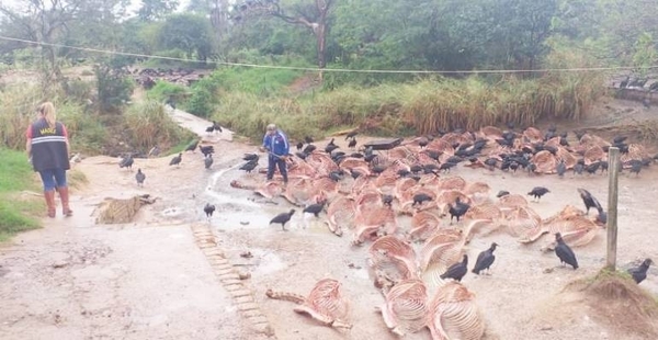 Diario HOY | Constatan varias irregularidades en matadero de caballos