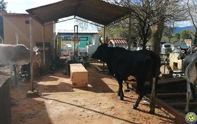 Ante inoperancia de intendente, hasta vacas invaden cementerio de Garay •