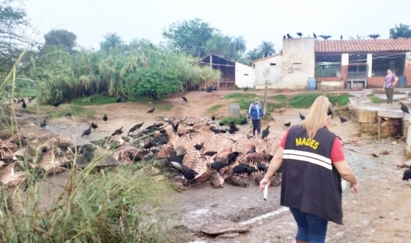 Constatan varias irregularidades en un matadero equino en Carapegua