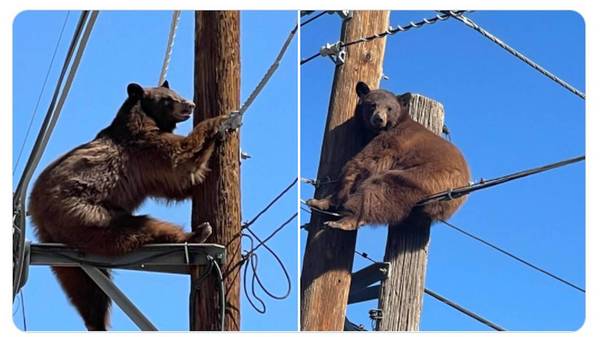 Rescatan a un oso de las alturas de un poste eléctrico