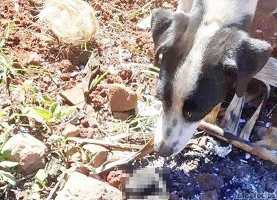 Crónica / ¿INCINERADOS VIVOS? Rescatista otopá “cuatro perritos quemados”