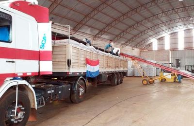 Vender semilla propia es caer en infracción a la ley - Nacionales - ABC Color