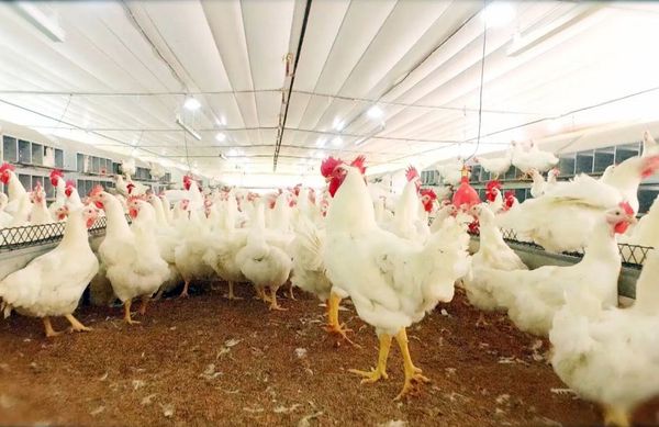 Vender carne de ave a Taiwán y China sería un gran avance - Nacionales - ABC Color