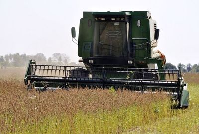 Buena expectativa ante el inicio de cosecha de chía - Nacionales - ABC Color