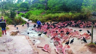 Carapeguá: intervienen matadero de caballos