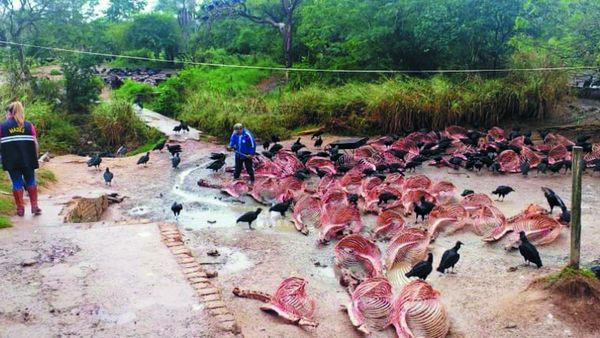 Carapeguá: intervienen matadero de caballos