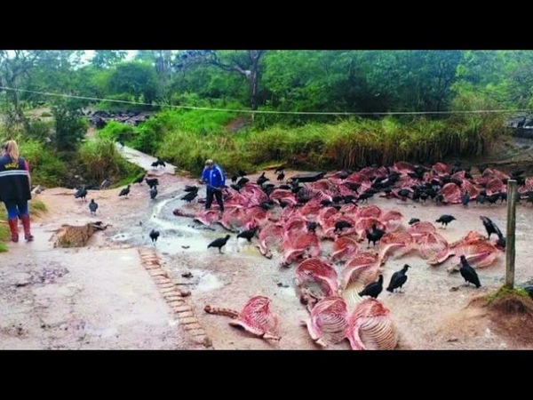 CARAPEGUÁ: INTERVIENEN MATADERO DE CABALLOS