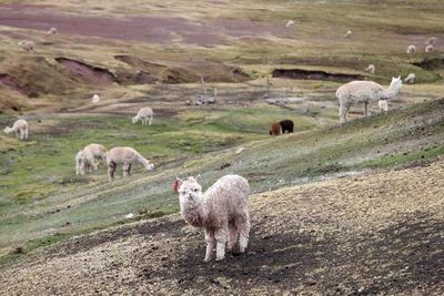 Universidad chilena vende su hallazgo de anticuerpo de alpaca contra la covid - Ciencia - ABC Color