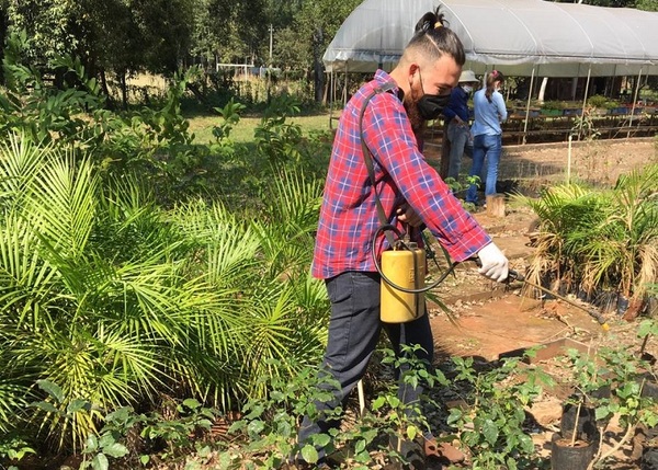 Investigadores buscan proteger especies forestales nativas