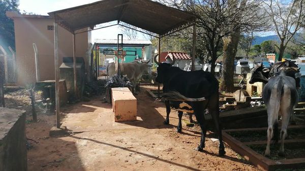 Vacas invaden el abandonado cementerio del distrito de Eugenio A. Garay - Nacionales - ABC Color