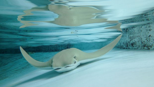 La muerte de 12 rayas de aguijón en un zoológico de Florida se debió a gases