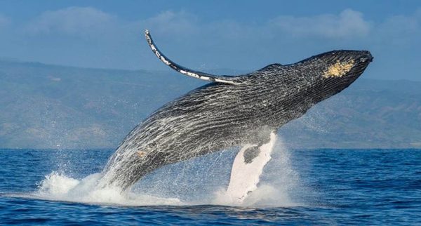 Buceador sobrevivió luego de ser tragado por una ballena