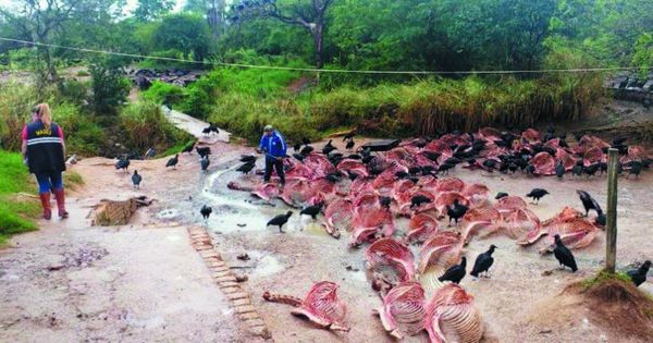Intervienen matadero de caballos en Carapeguá - Noticiero Paraguay