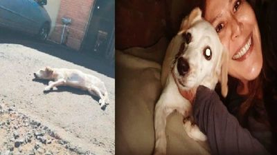 Hachi, la perra que esperó a su dueña frente al hospital ya tiene nueva familia