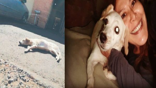 Hachi, la perra que esperó a su dueña frente al hospital ya tiene nueva familia