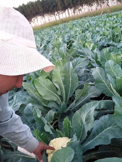 Sin condiciones de proteger sus cultivos de golpes climáticos, pequeños productores piden apoyo al MAG - ABC en el Este - ABC Color