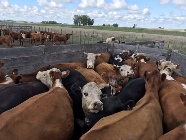 Cepo a la carne en Argentina empujó a la baja el precio del Novillo Mercosur