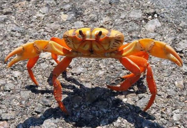 ¿Sabés por qué los cangrejos se vuelven más atrevidos?