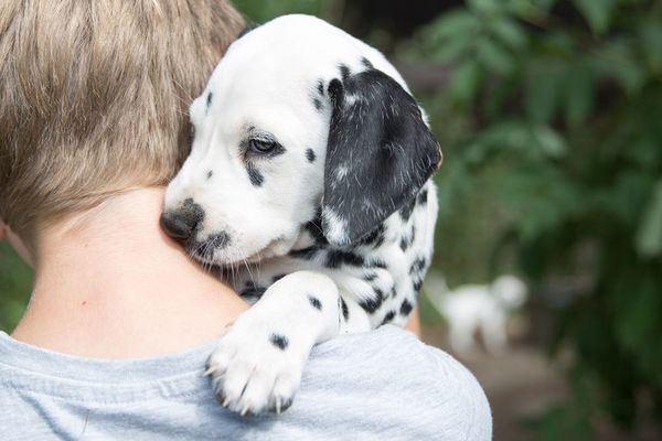 Tips para que el cachorrito se sienta bien en el nuevo hogar - Mascotas - ABC Color