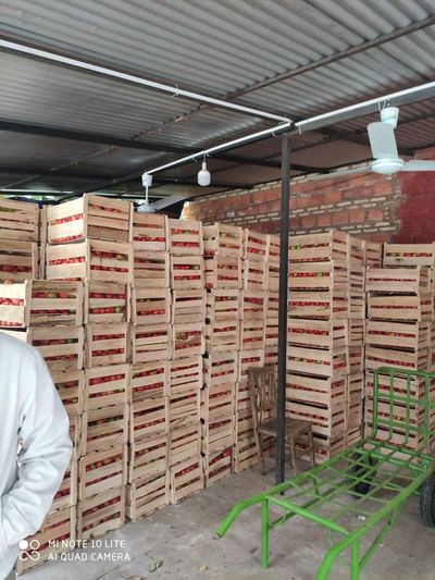 Contrabando de tomate: Horticultores amenazan con cierre indefinido de rutas y afirman que “hay  brazos políticos que permiten ingresos ilegales de mercaderías” - La Primera Mañana - ABC Color