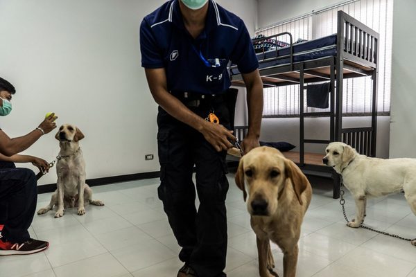 Una unidad móvil canina ayuda a detectar la covid-19 en Tailandia - ADN Digital