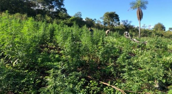 Operativo en Capitán Bado sacan de circulación más de 117 toneladas de marihuana